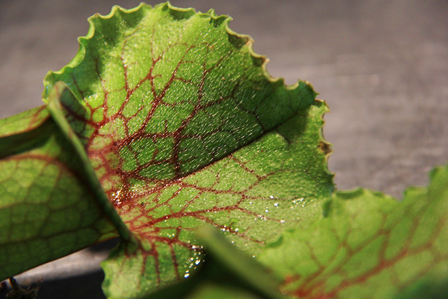 feuille-plante-insectivores