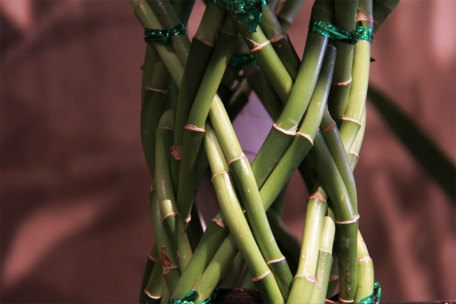 lianes-bambous-tresses