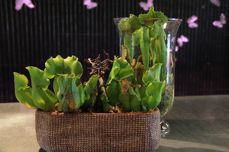 plantes-insectivores