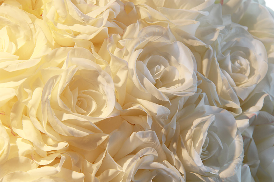 roses-blanches
