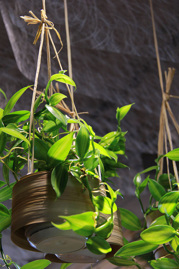 vanilliers-suspendus