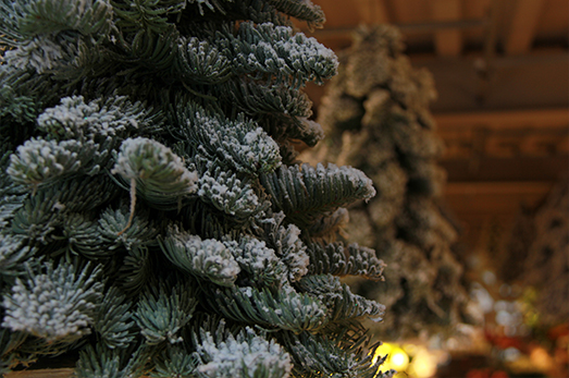 sapin-de-noel-montpellier-symphonie-florale-fleuriste