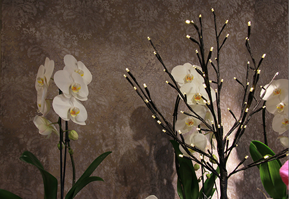 vitrine-de-noel-montpellier-symphonie-florale-fleuriste