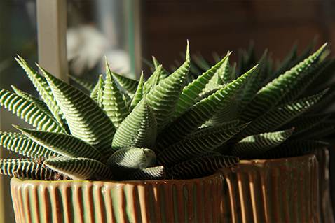 symphonie-florale-fleuriste-juvignac-montpellier-plantes-grasses_03