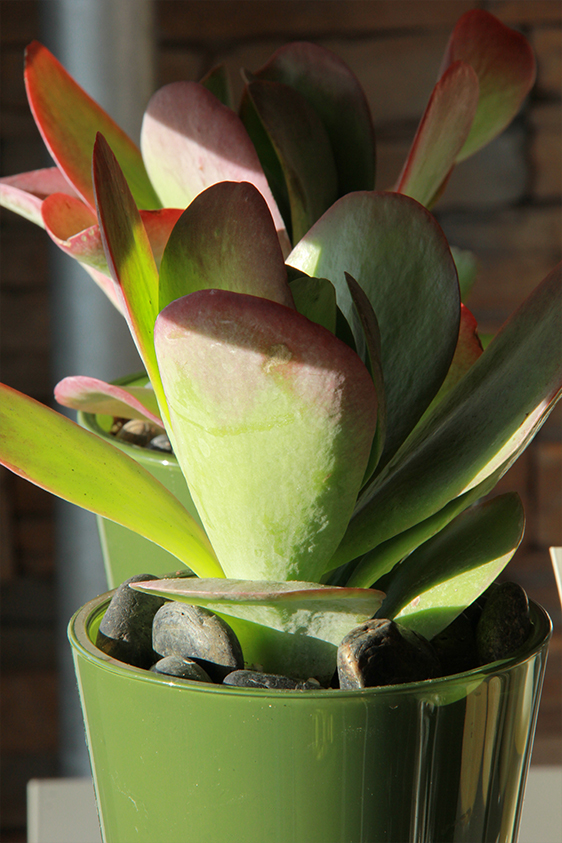 symphonie-florale-fleuriste-juvignac-montpellier-plantes-grasses_05