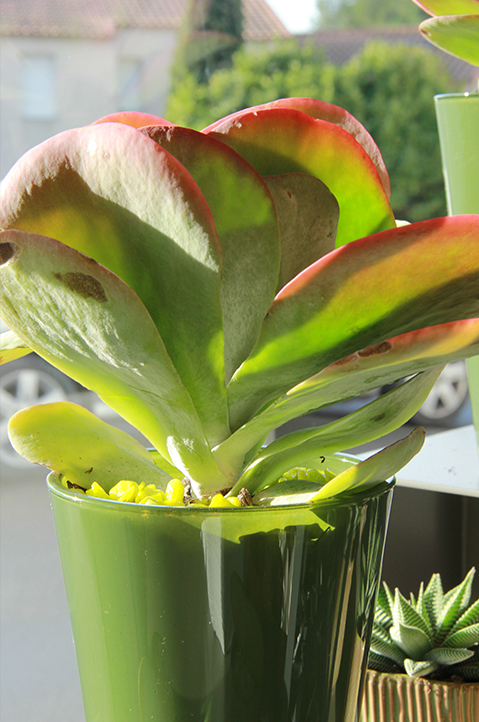 symphonie-florale-fleuriste-juvignac-montpellier-plantes-grasses_08