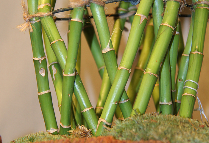 symphonie-florale-fleuriste-montpellier-juvignac-bambou-tresses_19