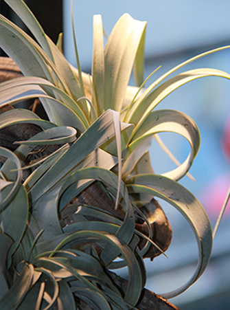 symphonie-florale-fleuriste-montpellier-juvignac-tillandsias_03