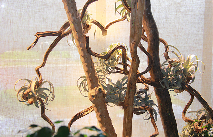 symphonie-florale-fleuriste-montpellier-juvignac-tillandsias_05