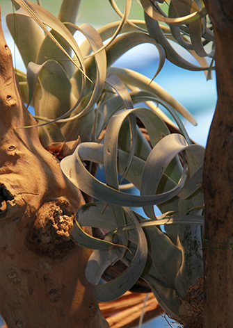 symphonie-florale-fleuriste-montpellier-juvignac-tillandsias_09