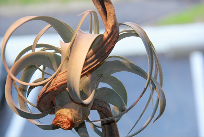 symphonie-florale-fleuriste-montpellier-juvignac-tillandsias_10