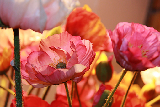 symphonie-florale-fleuriste-montpellier-juvignac-printemps-ete-2016_03