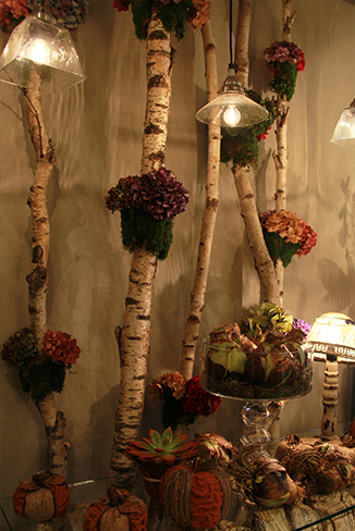 bulbe-amaryllis-automne-fleuriste-montpellier-juvignac_03