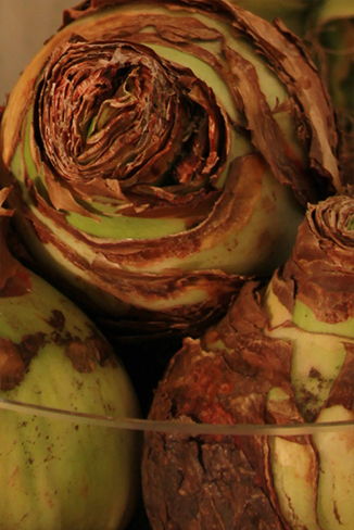 bulbe-amaryllis-automne-fleuriste-montpellier-juvignac_05