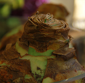 bulbe-amaryllis-automne-fleuriste-montpellier-juvignac_08