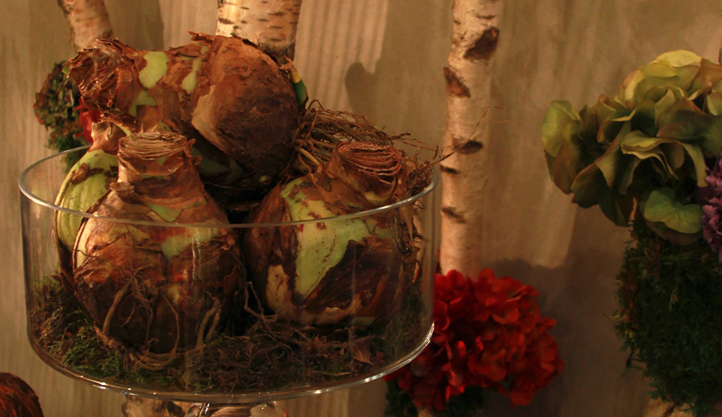 bulbe-amaryllis-automne-fleuriste-montpellier-juvignac_14