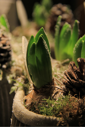 bulbes-fleurs-plante-hiver-printemps-symphonie-florale-montpellier-juvignac_03