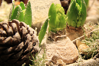 bulbes-fleurs-plante-hiver-printemps-symphonie-florale-montpellier-juvignac_08