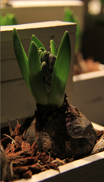 bulbes-fleurs-plante-hiver-printemps-symphonie-florale-montpellier-juvignac_12