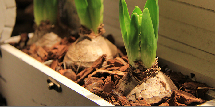 bulbes-fleurs-plante-hiver-printemps-symphonie-florale-montpellier-juvignac_14