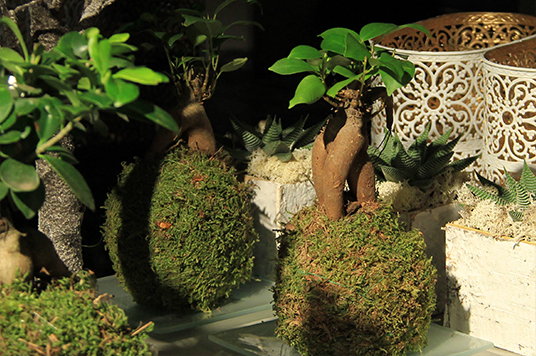 kokedama-composition-art-florale-japonais-symphonie-florale_03