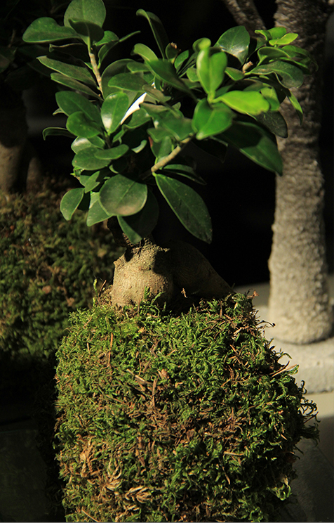 kokedama-composition-art-florale-japonais-symphonie-florale_05