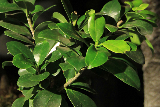 kokedama-composition-art-florale-japonais-symphonie-florale_08