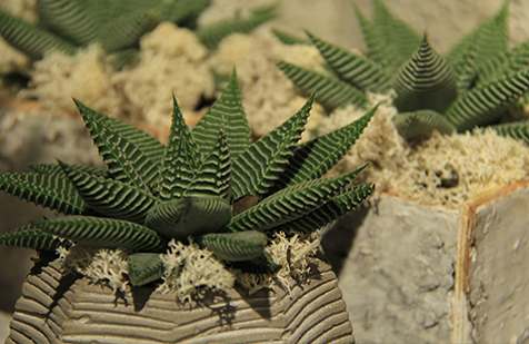 symphonie-florale-juvignac-montpellier-les-plantes-grasses_03