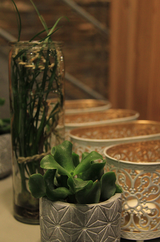 symphonie-florale-juvignac-montpellier-les-plantes-grasses_05