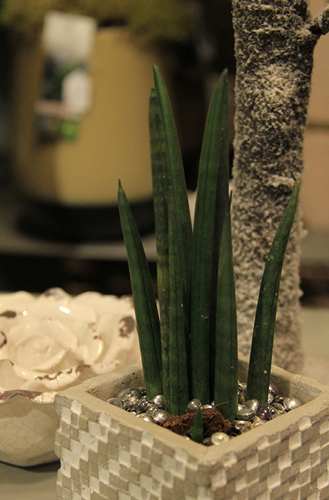 symphonie-florale-juvignac-montpellier-les-plantes-grasses_08