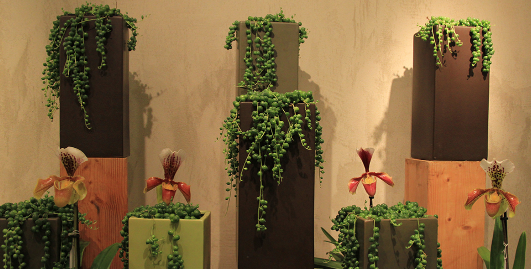 symphonie-florale-juvignac-montpellier-les-plantes-grasses_11