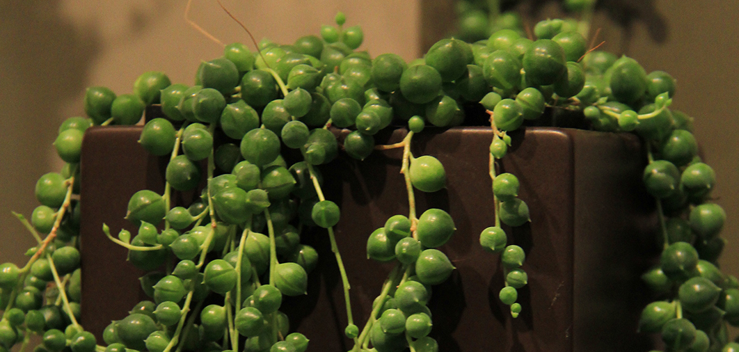 symphonie-florale-juvignac-montpellier-les-plantes-grasses_13