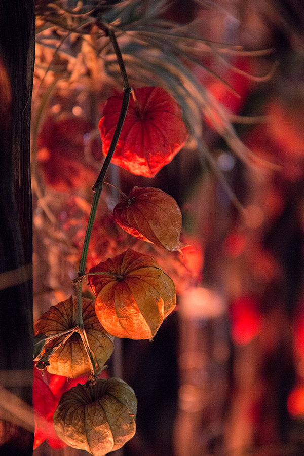 symphonie-florale-juvignac-fleuriste-automne-7