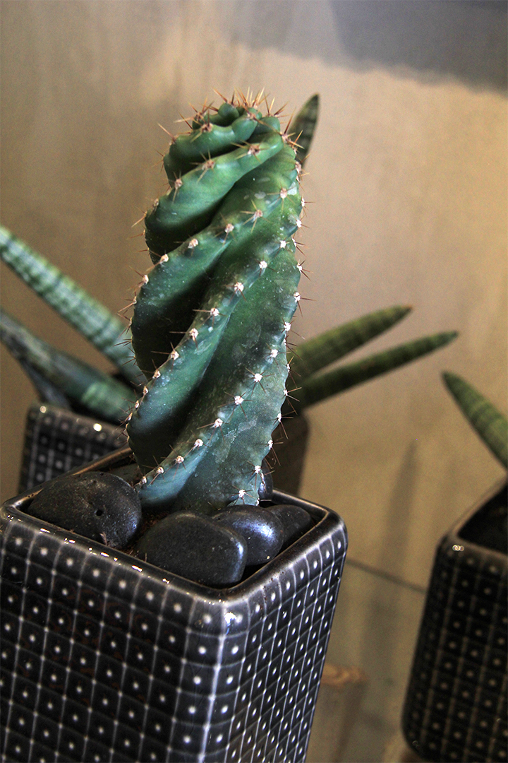 cactus-symphonie-florale