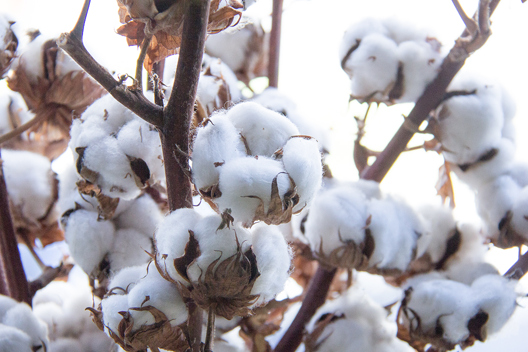 coton-symphonie-florale-2