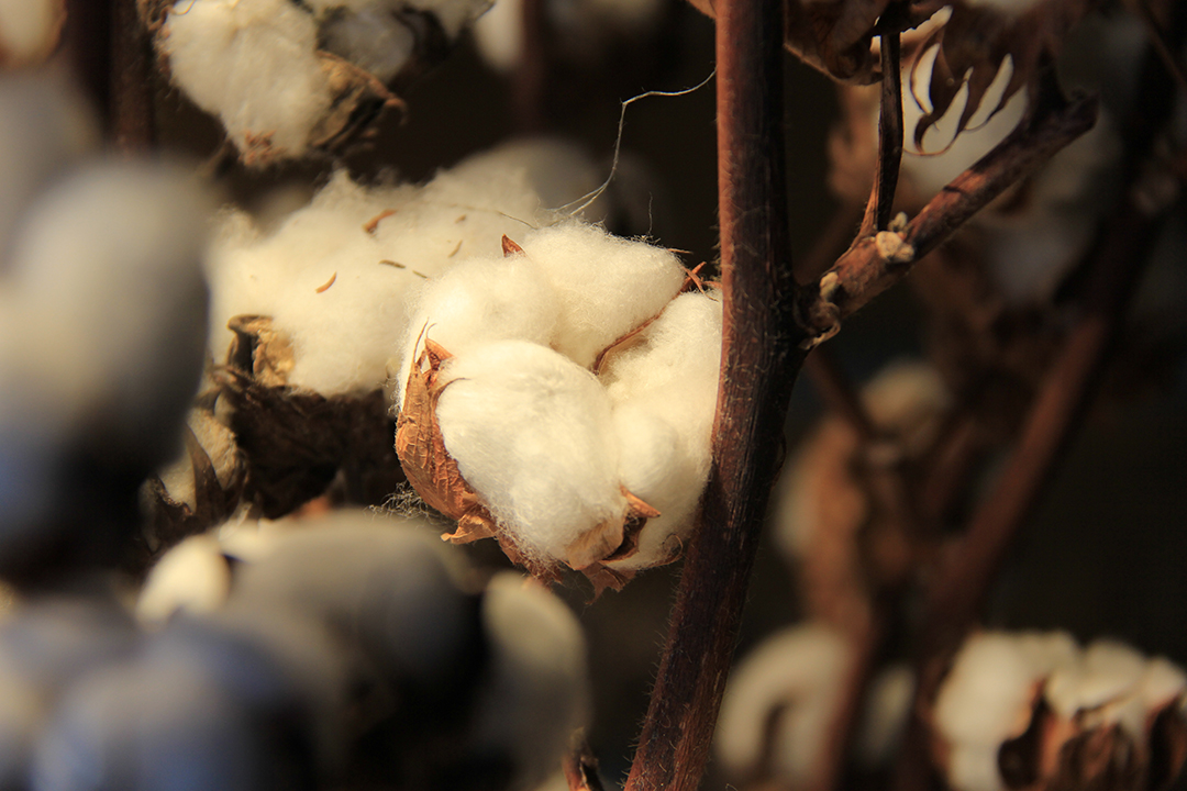 coton-symphonie-florale