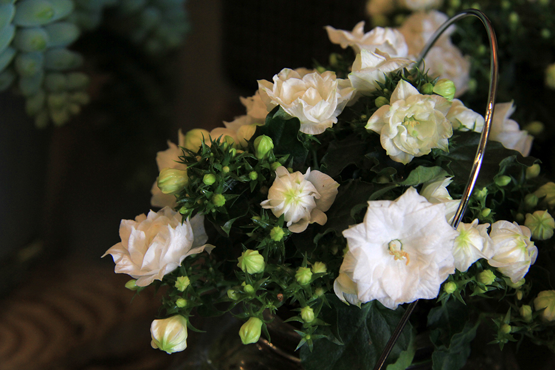 fleurs-blanches-symphonie-florale