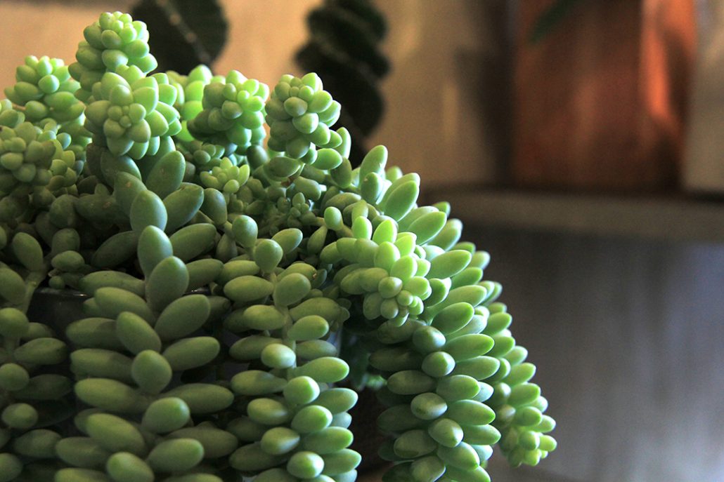 plante-grasse-symphonie-florale