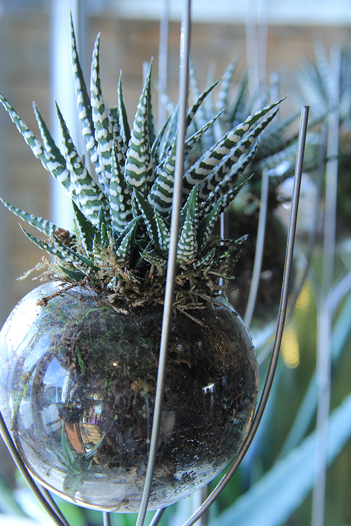 plante-grasse-symphonie-florale-fleuriste-montpellier