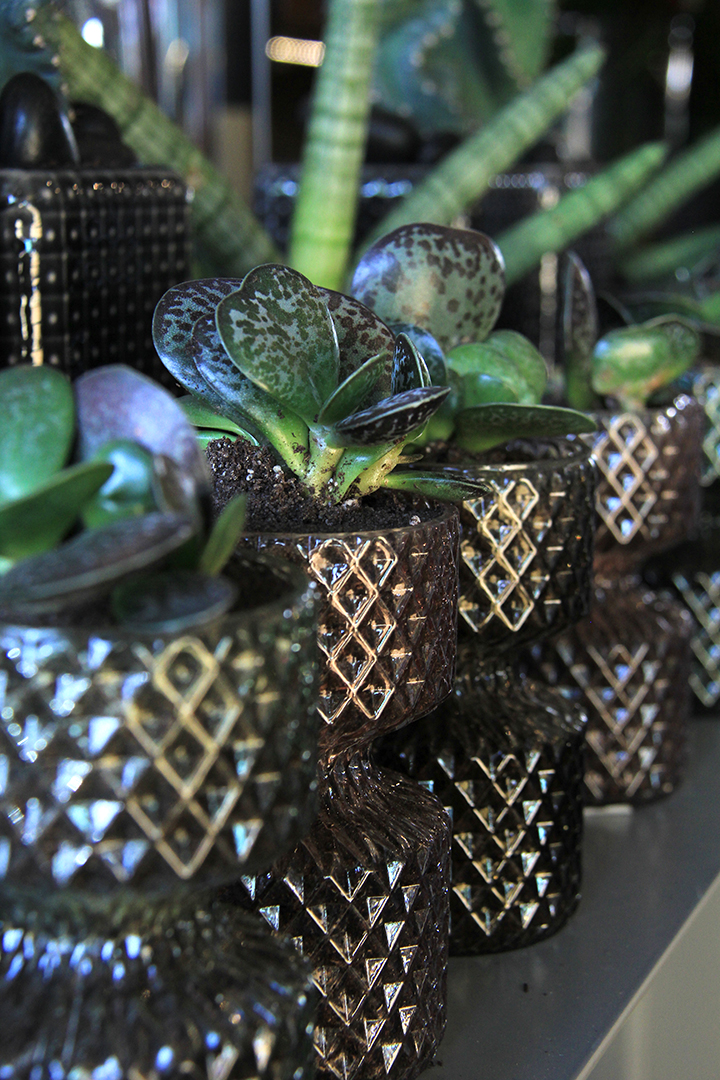 plantes-grasses-symphonie-florale-fleuriste-juvignac