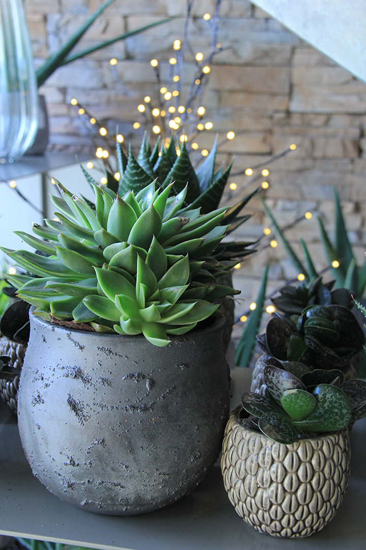 plantes-grasses-symphonie-florale