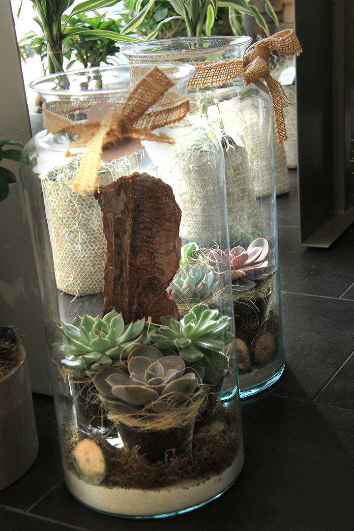 terrarium-symphonie-florale