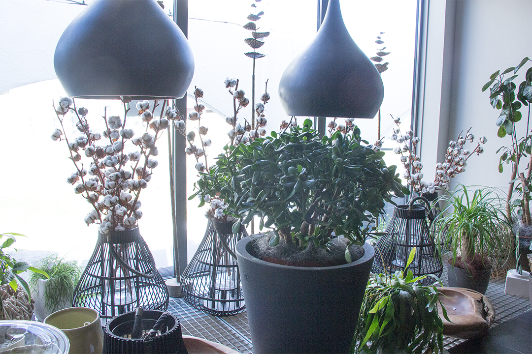 vitrine-haut-coton-symphonie-florale-fleuriste-juvignac