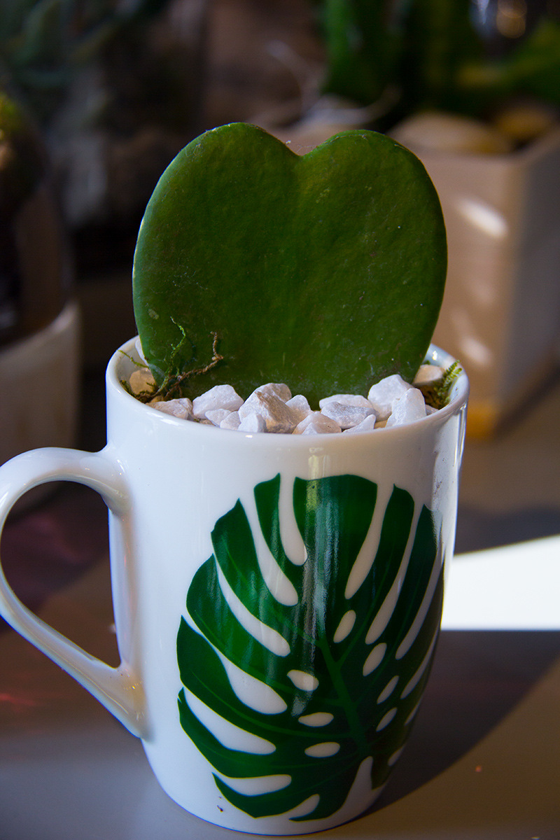 cactus-symphonie-florale-fleuriste-montpellier-juvignac-10