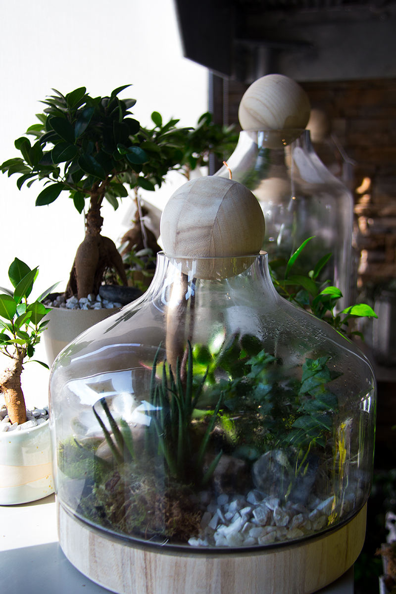 plantes-grasses-symphonie-florale-fleuriste-montpellier-juvignac-2