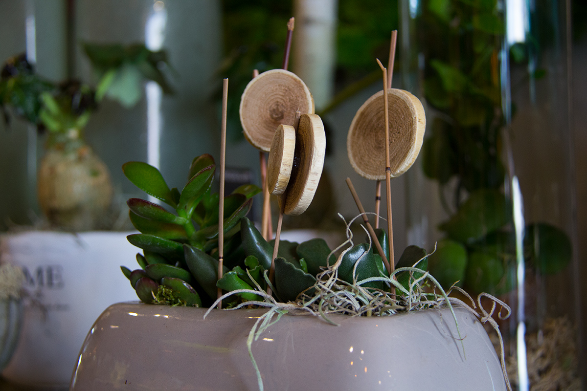 plantes-grasses-symphonie-florale-fleuriste-montpellier-juvignac-3