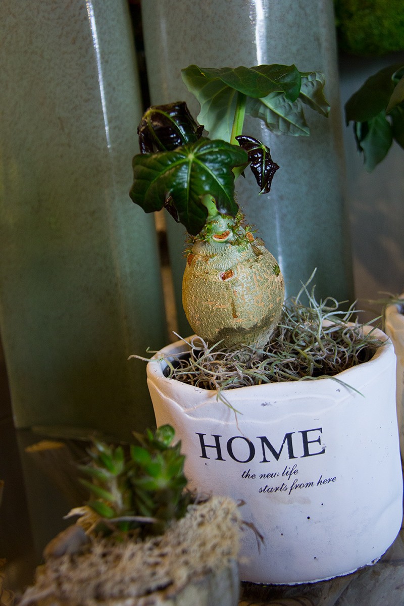 plantes-grasses-symphonie-florale-fleuriste-montpellier-juvignac-4