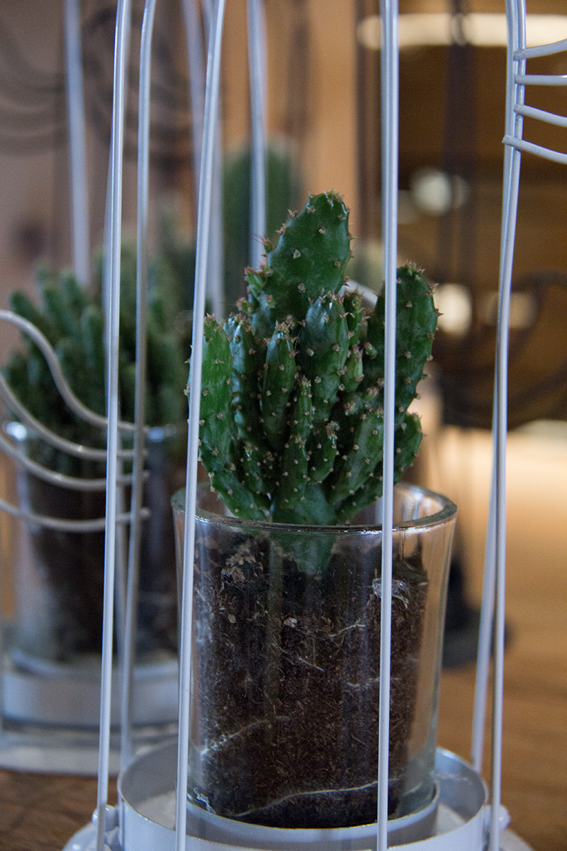 cactus-symphonie-florale-fleuriste-montpellier-juvignac-5