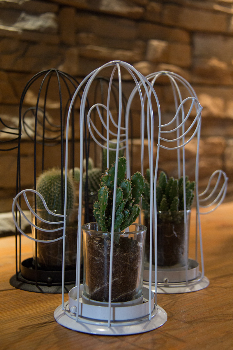 cactus-symphonie-florale-fleuriste-montpellier-juvignac-6