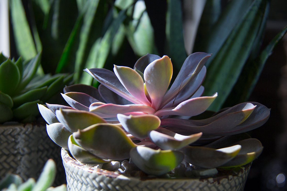 plantes-grasses-symphonie-florale-fleuriste-montpellier-juvignac-8